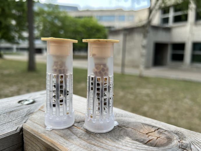 Unsere zwei frisch geschlüpften Bienenköniginnen Unsere zwei frisch geschlüpften Bienenköniginnen