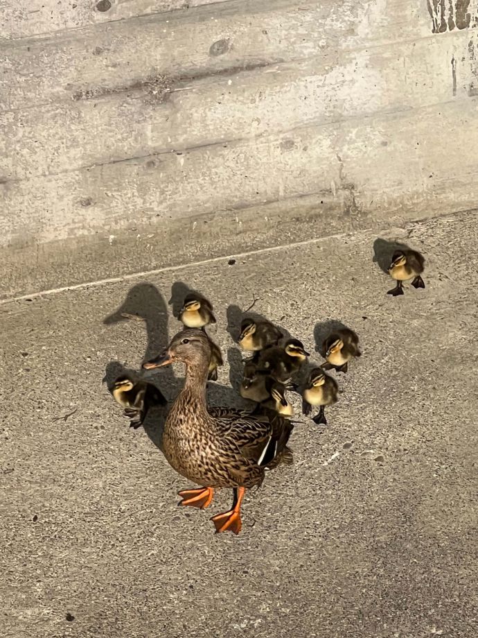 Duck duck go go Duck duck go go