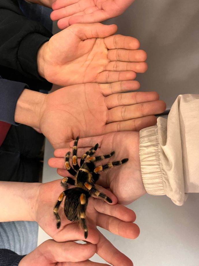 Eine Vogelspinne läuft über die Hände