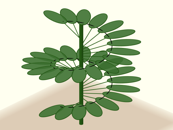 Phyllotaxis