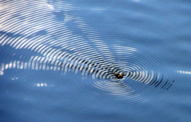 http://commons.wikimedia.org/wiki/File:Ripples_waves_bee.jpg?uselang=de